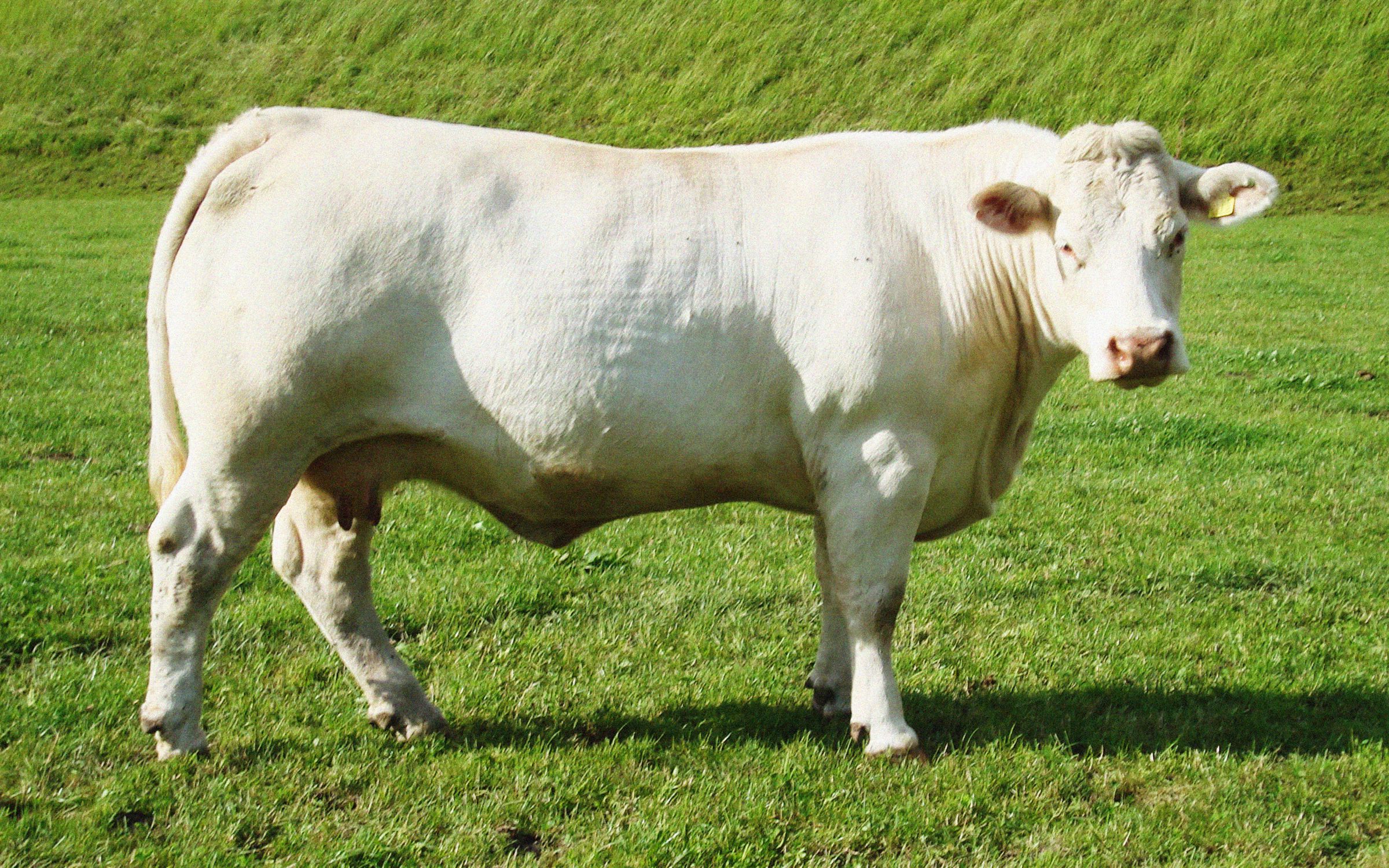 Charolais